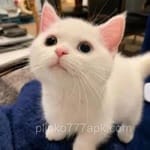 José Manuel Cárdenas